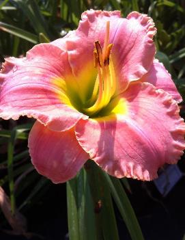 Hemerocallis 'Elegant Candy'