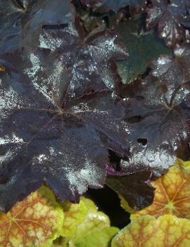 Heuchera x 'Blackout' (PP20613)