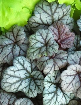 Heuchera x 'Cinnabar Silver' (PP18324, COPF)