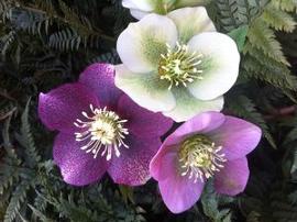 Helleborus x 'Royal Heritage™'