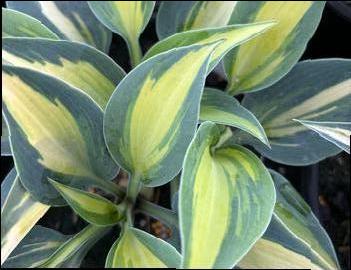 Hosta 'Catherine'