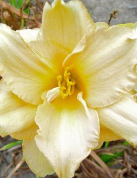 Hemerocallis 'Land of Cotton'