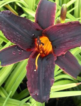 Hemerocallis 'Africa'