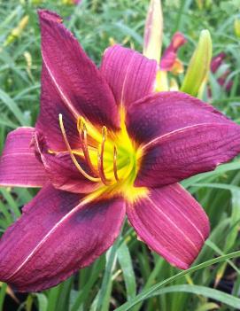 Hemerocallis 'Little Wine Cup'