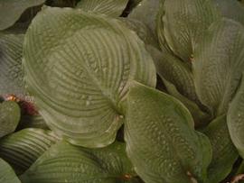 Hosta 'King John'