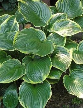 Hosta 'All That Jazz'