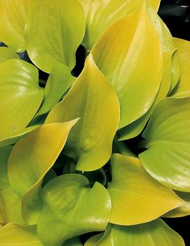 Hosta 'Appletini'