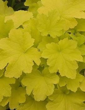 Heuchera villosa 'Citronelle' (PP17934)