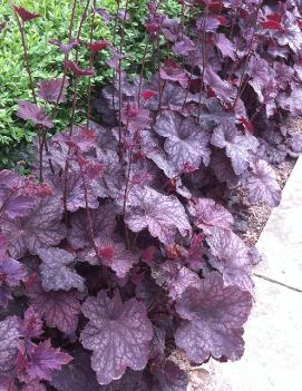 Heuchera x 'Plum Pudding' (COPF)