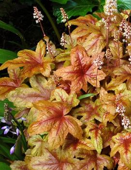 Heucherella x 'Brass Lanterns' (PP22396, COPF)