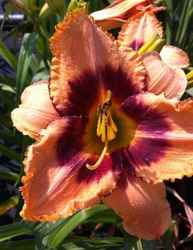 Hemerocallis 'Eyes of Fury'