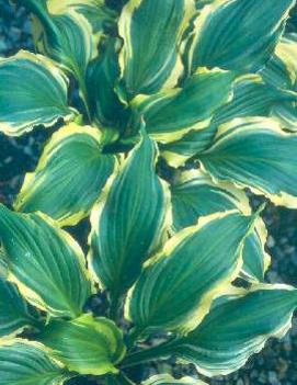 Hosta 'Ginsu Knife'