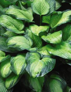 Hosta 'Guacamole'