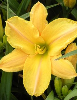 Hemerocallis 'Triumph Glorious'