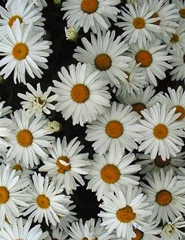 Leucanthemum x superbum Silberprinzesschen ('Little Princess')