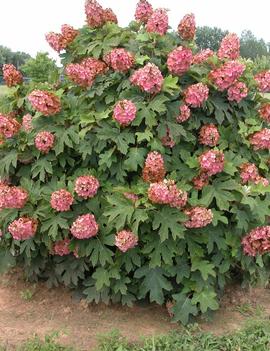 Hydrangea quercifolia 'Munchkin'