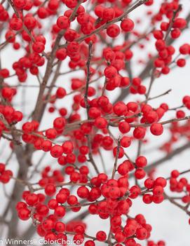 Ilex verticillata Berry Poppins® ('FarrowBPop') (PP25835, CPBR5286)