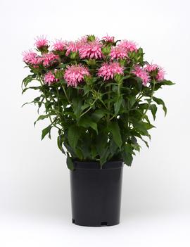 Monarda didyma Balmy™ Pink ('Balbalmink') (PP26566)