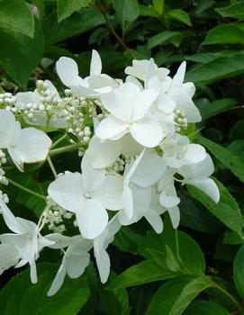 Hydrangea paniculata 'White Moth'