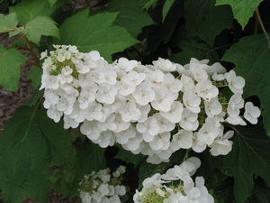 Hydrangea quercifolia 'Alice'