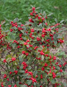 Ilex verticillata Little Goblin® Red ('NCIV1') (PPAF, CPBRAF )