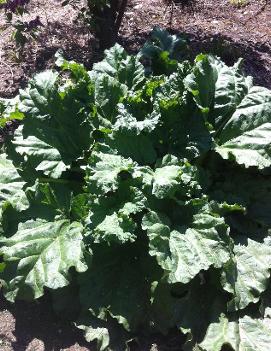 Rhubarb 'German Wine'