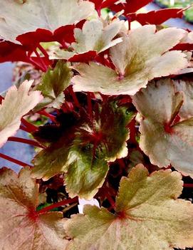 Saxifraga fortunei 'Wada'