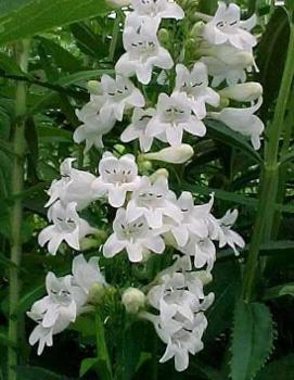 Penstemon digitalis