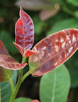 Nyssa sylvatica 'Wildfire'