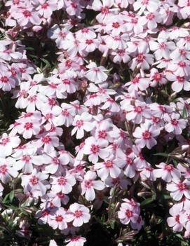 Phlox subulata 'Coral Eye'