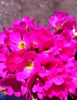 Primula rosea 'Gigas'