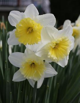 Narcissus 'Ice Follies'