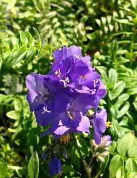 Polemonium caeruleum