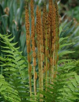 Osmunda cinnamomea