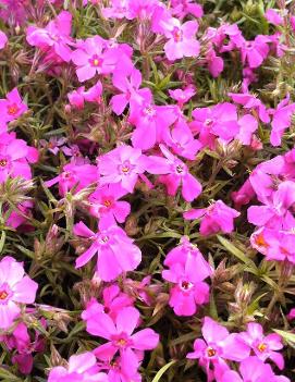 Phlox subulata 'Millstream Daphne'