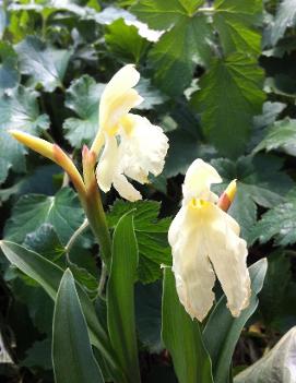 Roscoea cautleyoides