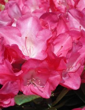 Rhododendron 'Fantastica'