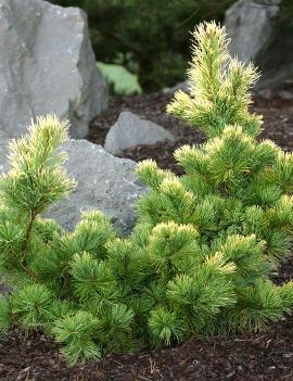 Pinus parviflora 'Goldilocks'