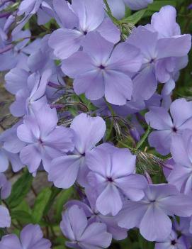 Phlox divaricata 'Blue Moon'