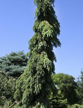 Picea glauca 'Pendula'