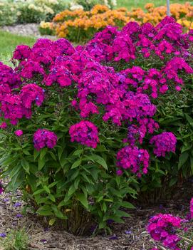 Phlox paniculata 'Ultraviolet' (PPAF CPBRAF)