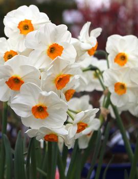 Narcissus 'Geranium'