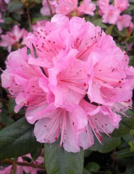 Rhododendron 'Olga Mezitt'