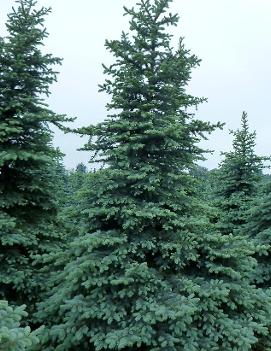 Picea pungens 'Snowkiss'