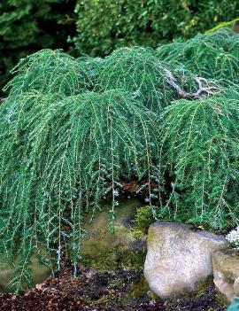 Tsuga canadensis 'Cole's Prostrata'