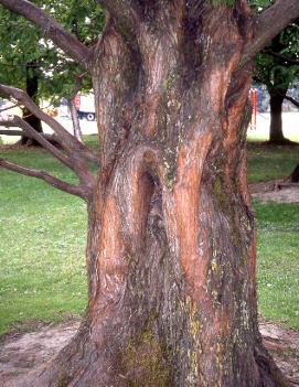 Taxodium distichum