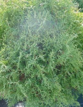 Thuja occidentalis 'Sherwood Moss'