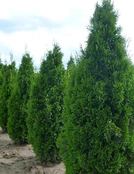 Thuja occidentalis 'Emerald'