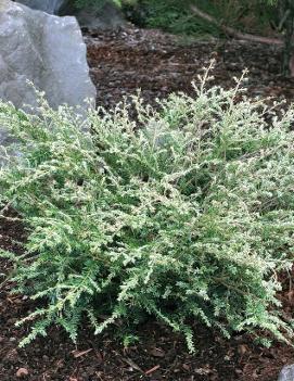 Tsuga canadensis 'Gentsch White'