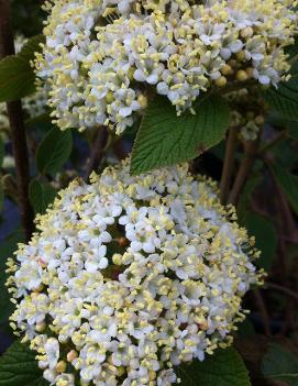 Viburnum lantana 'Mohican'